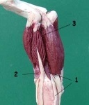 Anatomia unui cal