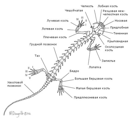 Anatomia structurii amfibienilor caudați și a structurii membrelor