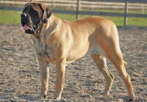 Mastiff englez - fotografii, catelusi (pret si unde sa cumpere), descrierea rasei, 