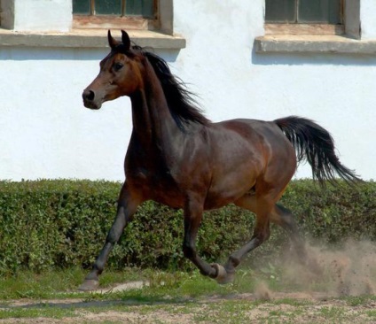 Cai arabi, rusalochka