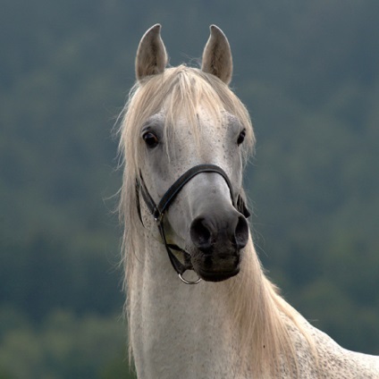 Cai arabi, rusalochka