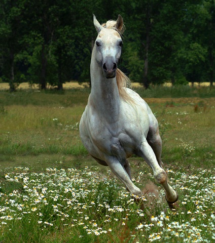 Cai arabi, rusalochka