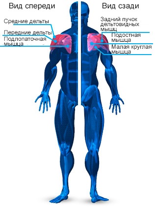 Structura atomică a umerilor și formarea corectă a mușchilor deltoid