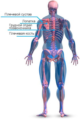 Structura atomică a umerilor și formarea corectă a mușchilor deltoid