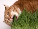 Vitaminhiány és macskák film állatok