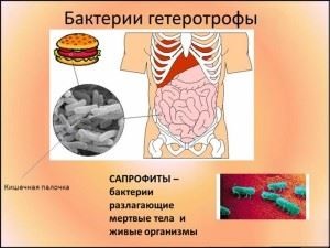 Baktériumok Mikrobiológiai vizsgálatok szempontjából a alakja, szerkezete, típusa légzés és etetés