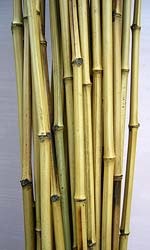 Bamboo fatörzsek - egzotikus - n szokatlan dekorációs anyagok -ha () - endif - Shop -