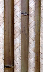 Bamboo trunchiuri - exotice - magazin de materiale de finisare neobișnuite -if () - endif - magazin -