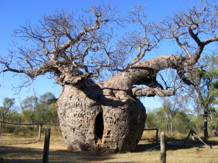 Baobab - un copac neobișnuit al Africii