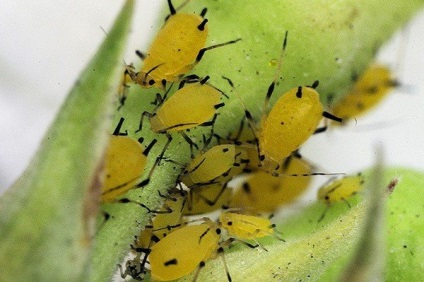 Aphis gossypii fotó kártevők és szabályozása területén