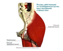 Coapsă, articulație de șold și pelvis