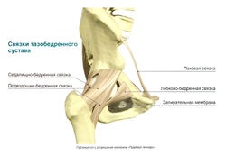 Coapsă, articulație de șold și pelvis