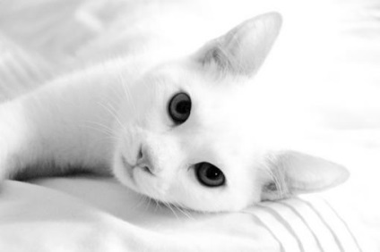 Fehér macska egy álom