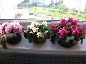 Blog olga zaletskoyhome violet - floare pentru selectați