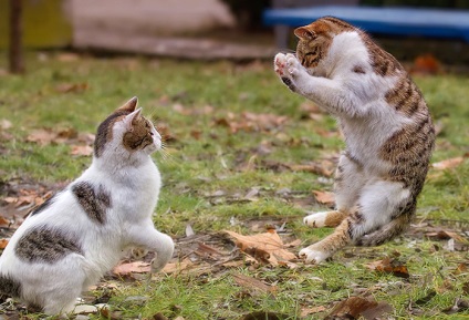 Pisici bătălie