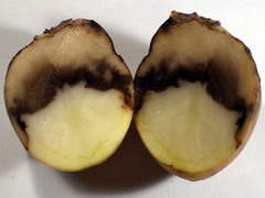 Bolile cartofilor datorate depozitării necorespunzătoare