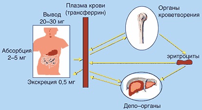 Boli ale sângelui (autoimune), eurolab, imunologie și alergologie