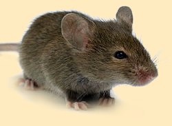 Combaterea șoarecilor