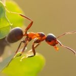 Küzdelem a hangyák az üvegházban népi jogorvoslati fotók és videó tippeket, mint hogy a hangyák