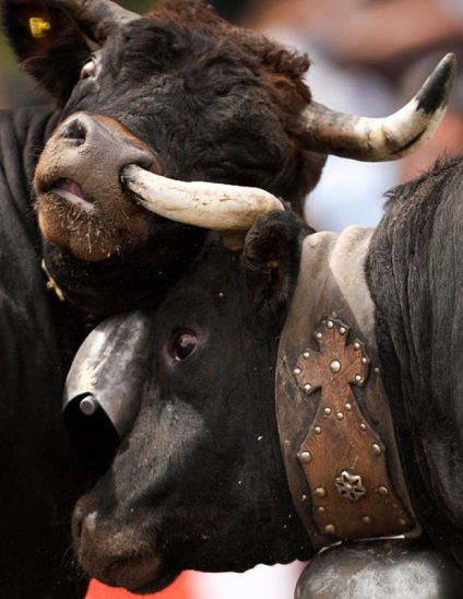Lupta vaci în orașul elvețian Aproz