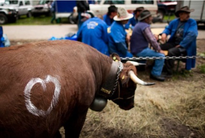 Lupta vaci în orașul elvețian Aproz