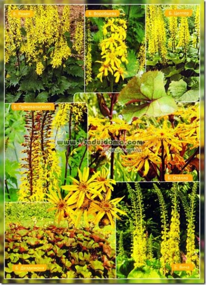 Ligularia (fotó) ültetés és gondozás, a fajok és fajták, a helyszínen a kertben, ház és a szobanövények