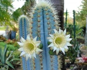 Cereus (cereus) - tipuri și caracteristici populare de îngrijire la domiciliu