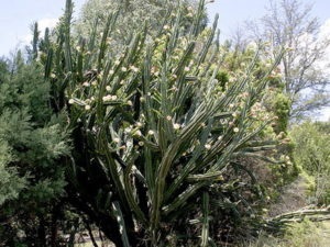 Cereus (cereus) - tipuri și caracteristici populare de îngrijire la domiciliu