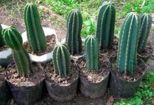 Saguaro (cereus) - népszerű típusai és jellemzői otthoni ápolás