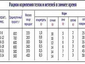 Ce să hrănească iepurii cu chinchilla, reproducerea iepurilor ca o afacere, piei de chinchilla