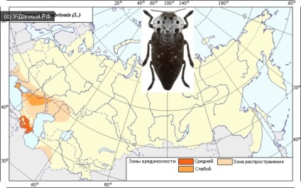 Planta neagră - dăunător de culturi de fructe de piatră, 6 hectare