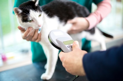 Forgácsolás kutyák és macskák állatorvosi klinikán macska Philemon