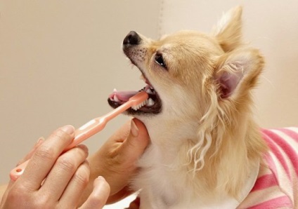 Curățarea dinților la pisici, câini și alte animale de companie în Perm