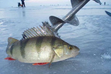 Mi hasznos halászati ​​télen - tanácsadás a halászok - cikkek Directory