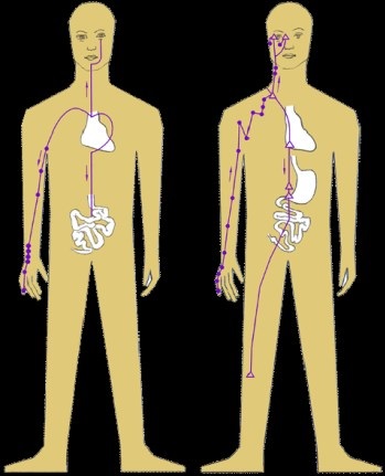 Circulația energiei în corpul uman