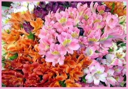 Alstroemeria virág ültetés és gondozás