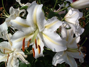 Crin de flori - crini naturali și de grădină, buchete de crini