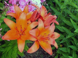 Crin de flori - crini naturali și de grădină, buchete de crini