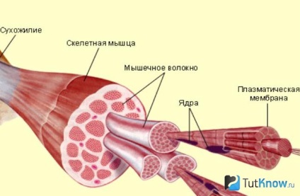 Ne concentrăm asupra unui singur grup de mușchi