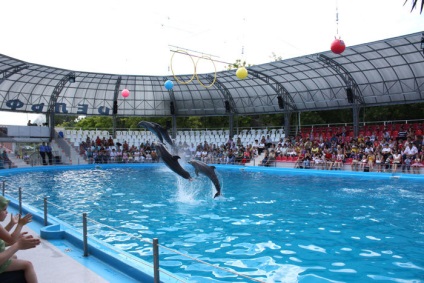 Dolphinarium în Odessa, cum să ajungi acolo, orar, bilete, prețuri