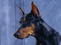 Grijă de Doberman pentru cățelușul Doberman, ai adus catelul în casă, transportând catelul Doberman la noua casă,