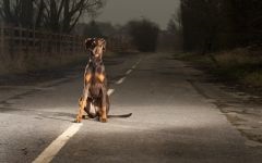 Grijă de Doberman pentru cățelușul Doberman, ai adus catelul în casă, transportând catelul Doberman la noua casă,