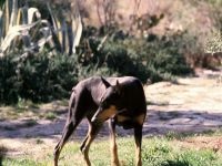 Grijă de Doberman pentru cățelușul Doberman, ai adus catelul în casă, transportând catelul Doberman la noua casă,