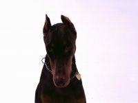 Grijă de Doberman pentru cățelușul Doberman, ai adus catelul în casă, transportând catelul Doberman la noua casă,