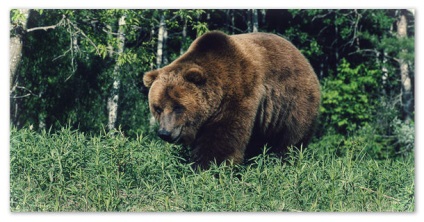 Raport privind ursul brun