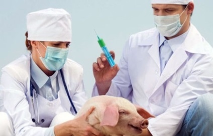 Poziția unui medic veterinar în creșterea porcinelor