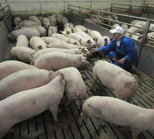 Poziția unui medic veterinar în creșterea porcinelor