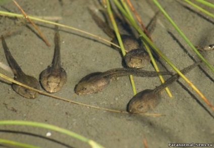 Efectul tadpole este posibil să se regenereze organele umane - minunile științei - știri