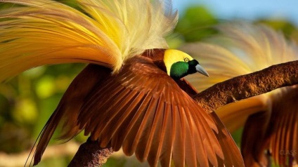 Păsări exotice, titluri și fotografii, fapte interesante