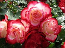 Enciclopedia de trandafiri - clasificare și descriere